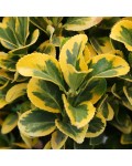 Euonymus japonicus ’Aureus’